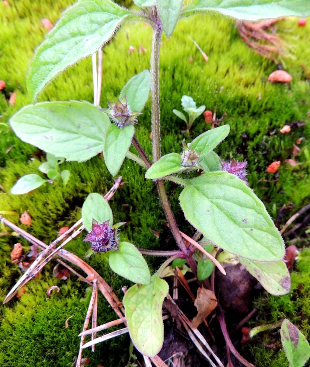 Prunella vulgaris - (aho)niittyhumalan varsi on nelisärmäinen ja särmiä myöten vaihtelevasti karvainen sekä vihreä tai ainakin osin sinipunainen tai punaruskea. ES, Lappeenranta, Mäntylä, Mäntylänmäen luonnonsuojelualue kalkkilouhoksen lähistöllä, metsäisen kalliomäen lakialue, 8.7.2015. Copyright Hannu Kämäräinen.