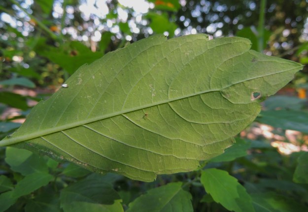 Impatiens capensis - lännenpalsamin lehtilapa on alta vaalean- tai harmaanvihreä ja kohosuoninen. 3.8.2013. Copyright Hannu Kämäräinen.