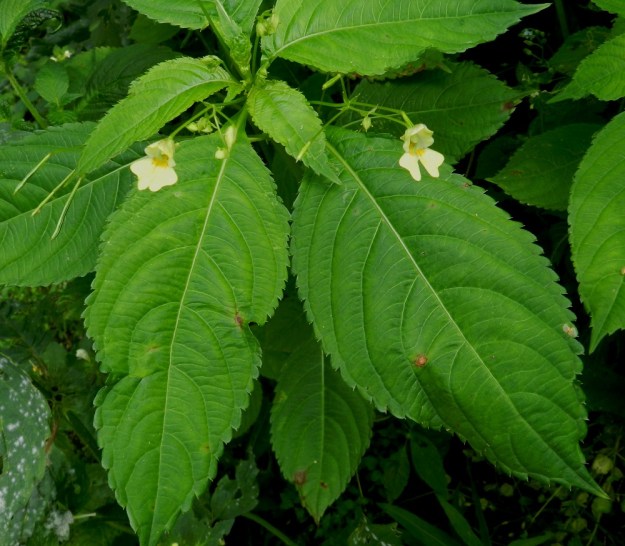 Impatiens parviflora - rikkapalsamin lehdet ovat ruodilliset ja varrella kierteisesti vuoroittain painottuen varren yläosaan. Lehtilapa on soikea tai puikeahko, hammaslaitainen ja päältä vihreä tai sinivihreä. Laitahampaat ovat kärkeä kohti suuntautuneet ja muuten tylpähköt, mutta niiden kärjessä on otamainen nipukka. Täysikasvuinen lehtilapa on tavallisesti noin 4-9 cm pitkä ja leveimmältä kohtaa noin 2,5-5 cm leveä. Sen puoliskossa on useimmiten 20-30 hammasta. EH, Hämeenlinna, Vanaja, Vanajan hautausmaa, huoltoalueen multakasa, 1.8.2012. Copyright Hannu Kämäräinen.