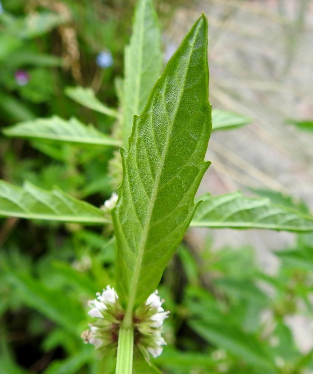 Lycopus europaeus - (luhta)rantayrtin lehdet ovat erityisesti ylempänä varrella suippokärkiset ja kiilatyviset. Alapuoli on tiheästi öljypisteinen. U, Pyhtää, Ahvenkoski, Ahvenkosken vähävetinen luonnonuoma Pietarintien ja padon välillä, Pyhtään ja Loviisan rajalinjalla, 6.8.2020. Copyright Hannu Kämäräinen.
