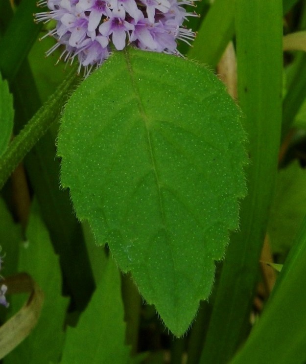 Mentha arvensis - rantamintun lehtilapa on laidoiltaan kärkeä kohti suuntautuneesti matalahampainen. Hampaat ovat tylpät tai suippopäiset. Lehtien karvoituksen pituus, varsinkin laidoilla, on enimmillään noin 1 mm. Molemmat lehtipinnat ovat vaihtelevan karvoituksen lisäksi myös öljypisteiset. EH, Hämeenlinna, Keinusaari, Varikonniemi, Vanajaveden rannan pitkospuupolun varsi, 14.8.2011. Copyright Hannu Kämäräinen.