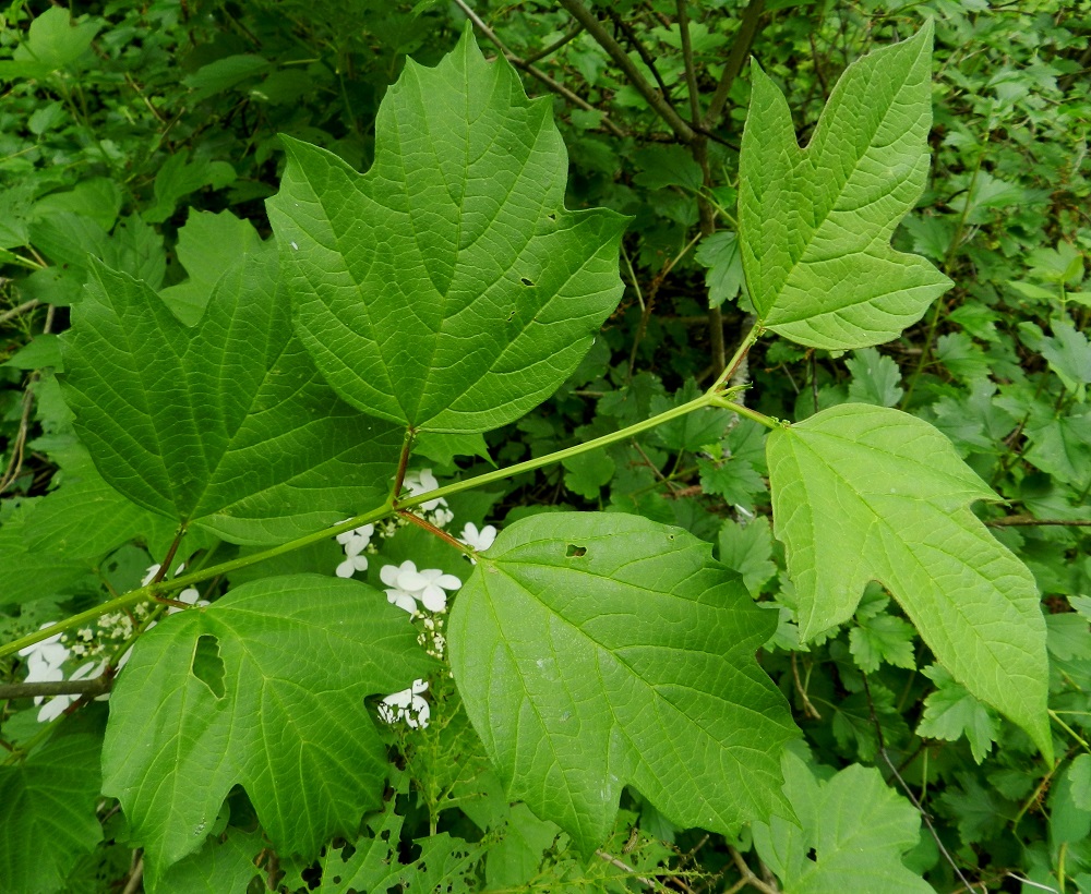 Viburnum opulus - koiranheiden lehdet ovat oksissa pareittain vastakkain. Lehtilapa on kärkiosastaan kolmiliuskainen. Joskus liuskoja voi olla viisikin. Liuskat ovat teräväkärkiset ja epäsäännöllisen iso- ja terävähampaiset. Lehden tyvi on kapeneva, pyöreä tai suora. Täysikasvuinen lehtilapa on tavallisesti noin 5-12 cm pitkä ja leveimmältä kohtaa noin 4-10 cm leveä. Nuoret oksat ja uudet vuosikasvaimet ovat särmikkäitä. EH, Hämeenlinna, Ruununmylly, Aulangonjärven kaakkoispään pohjoiskulman lehtoinen rantametsä, 23.6.2012. Copyright Hannu Kämäräinen.