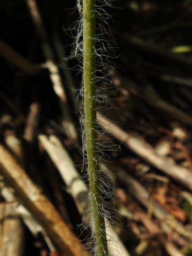 Chelidonium majus - keltamon varsi on vihreä, sinivihreä tai harmaanvihreä, liereä ja ontto. Ainakin varren alaosa mutta usein myös yläosa ja haarat ovat harvakseen tai tiheämmin pitkäkarvaiset. Karvat ovat valkoiset, monisoluiset ja mutkaiset tai kähärät sekä yleensä noin 2-5 mm pitkät. EH, Hämeenlinna, Loimalahti, Hirsimäki, Vanamontien ja Vuokontien välisen kävelytieuran laide, 15.6.2022. Copyright Hannu Kämäräinen.