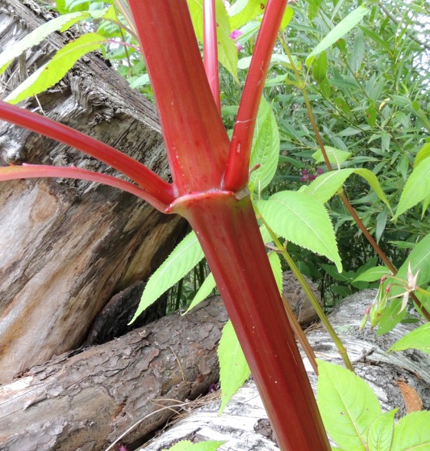 Impatiens glandulifera - jättipalsamin varsi on mehevä ja särmikäs. Sen väri vaihtelee vihreästä punaruskeaan. EH, Hämeenlinna, Loimalahti, Kuokkamaa, entisen Sammon kaatopaikan täyttökummun lakialue, 6.8.2016. Copyright Hannu Kämäräinen.