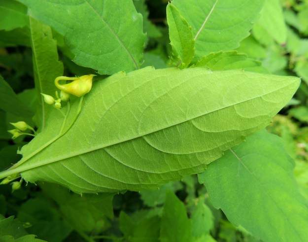 Impatiens noli-tangere - lehtopalsami on kauttaaltaan kalju ruoho. Lehdet ovat alapuolelta kohosuoniset ja vielä yläpuoltakin vaaleammat. Tylpissä laitahampaissa on lyhyt, otamainen nipukka. Lisäksi lavan tyvellä on yleensä muutamia rihmamaisen kapeita, liuskamaisia hampaita 24.7.2013. Copyright Hannu Kämäräinen.