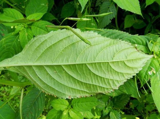 Impatiens parviflora - rikkapalsamin lehdet ovat alta vaalean- tai harmaanvihreät ja kohosuoniset. Hedelmä on pysty tai siirottava ja liereä tai nuijamainen kota, joka on tavallisesti noin 10-25 mm pitkä ja leveimmältä kohtaa noin 2-3 mm paksu. EH, Hämeenlinna, Vanaja, Vanajan hautausmaa, huoltoalueen multakasa, 1.8.2012. Copyright Hannu Kämäräinen.