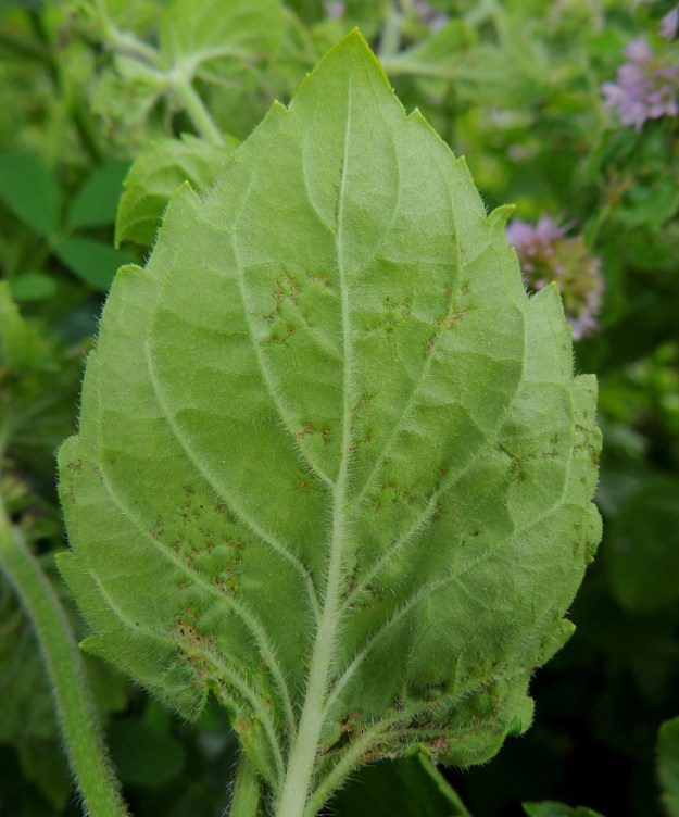 Mentha aquatica subsp. aquatica - vesimintun subsp. purovesimintun lehtilapa on laidoiltaan kärkeä kohti suuntautuneesti hampainen. Hampaat ovat suippo- tai tylppäpäiset. Lavan alapuoli on ainakin suonia myöten karvainen. 10.8.2013. Copyright Hannu Kämäräinen.