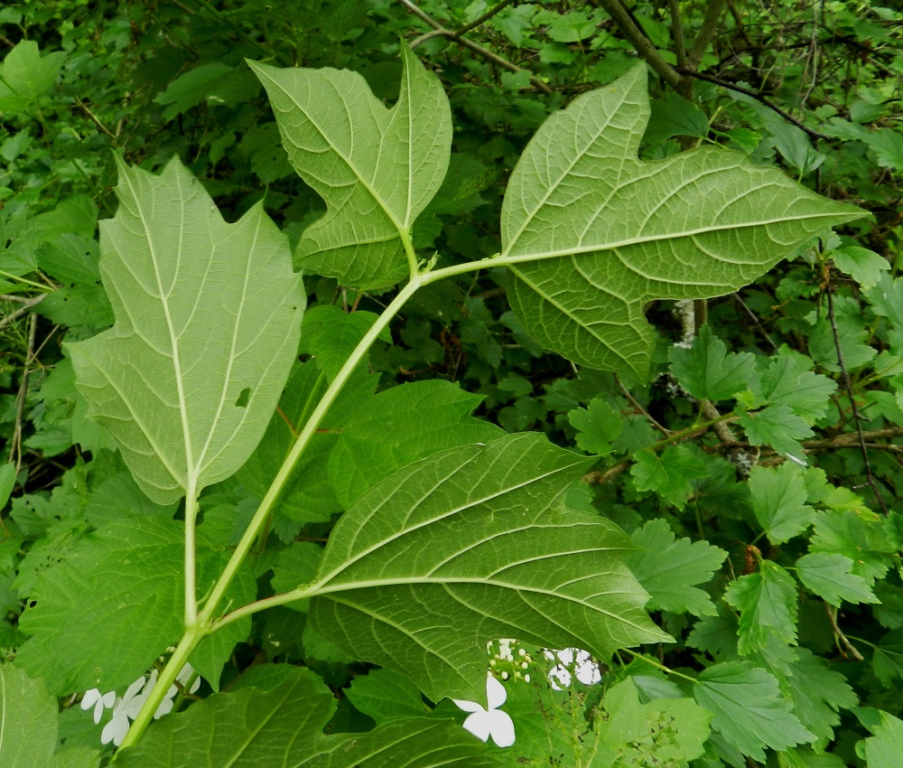 Viburnum opulus - koiranheiden lehtilavan alapinta on harmaanvihreä ja kohosuoninen. Lehtiruoti on yleensä noin 1-2,5 cm pitkä. Kuvassa näkyy seuralaisena taikinamarja, Ribes alpinum. EH, Hämeenlinna, Ruununmylly, Aulangonjärven kaakkoispään pohjoiskulman lehtoinen rantametsä, 23.6.2012. Copyright Hannu Kämäräinen.