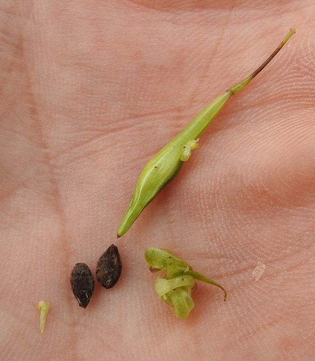 Impatiens parviflora - rikkapalsamin kota avautuu kypsänä pienestäkin kosketuksesta pitkittäisistä saumoistaan viisiliuskaisesti. Liuskoissa oleva jännite purkautuu rävähtäen ja ne kiertyvät tiukalle kiepille samalla lingoten siemenet jopa useiden metrien päähän. Siemenet ovat kypsänä ruskeat, soikeahkon pitkulaiset ja nipukkakärkiset sekä noin 3-4 mm pitkät ja noin 2 mm leveät. U, Vantaa, Hakkila, Honkanummen hautausmaa, ylijäämämaa- ja kompostikenttäalue, 26.8.2018. Copyright Hannu Kämäräinen.