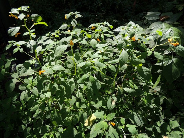 Impatiens capensis - lännenpalsami on yksivuotinen, roteva, kalju ja tavallisesti noin 30-80 cm korkea, myrkyllinen ruoho. Varsi on keski- ja yläosan nivelistä haarova ja mutkainen. Yksilöt kasvavat usein tiheinä varsiryhminä. V, Lohja, Lohjanjärven itäranta, Haikari, Haikarinniemen pää, 3.8.2013. Koko kuvasarja on samalta kasvualueelta.