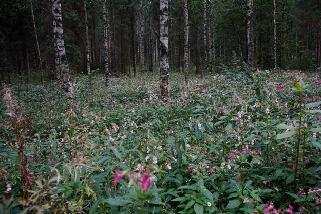 Impatiens glandulifera - jättipalsami on Suomessa ja muuallakin Euroopassa haitallinen vieraslaji. Haitallisuus muulle luonnolle perustuu tehokkaaseen leviämiseen ja niin tiheään ja laajaan kasvutapaan, että muille lajeille ei jää ollenkaan tilaa. Näin alkuperäislajisto joutuu väistymään jättipalsamin valtaamilta alueilta. Kuvan kasvustossa vain maitohorsma, Chamaenerion angustifolium, kykenee muutaman varren voimin nostamaan kotahedelmänsä palsamien yläpuolelle. EH, Hämeenlinna, Loimalahti, Hirsimäki, Louhoksentien varren metsä, 21.8.2010. Copyright Hannu Kämäräinen.