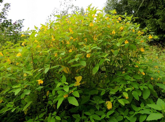 Impatiens noli-tangere - lehtopalsami on yksivuotinen ja tavallisesti noin 30-80 cm korkea ruoho. Sen kasvustot ovat usein monivartisia ja tiheitä. EH, Pälkäne, Äimälä, Äimäläntien laitaniitty metsikön laiteessa, Lassilan tilan kohdalla, 24.7.2013. Copyright Hannu Kämäräinen. Ellei toisin mainita, koko kuvasarja on samalta kasvupaikalta.