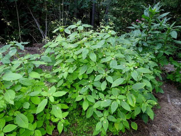 Impatiens parviflora - rikkapalsami on keskiaasialainen laji, joka on aikanaan tuotu Euroopan kasvitieteellisiin puutarhoihin ja sittemmin levinnyt niistä asutuksen lähiluontoon. Näin on käynyt Suomessakin. Rikkapalsami on tavallisesti noin 20-70 cm korkea. Yksilöt kasvavat usein tiheinä varsiryhminä. Kuvan oikeassa laidassa on suvun toinen vieraslaji, jättipalsami, I. glandulifera. Se on alunperin tuotu koristekasviksi, mutta ei ole tyytynyt rooliinsa, vaan on levinnyt ympäriinsä yhtenä haitallisimmista vieraslajeista. EH, Hämeenlinna, Vuorentaka, Vuorentaan hautausmaan kompostialue, 23.7.2019. Copyright Hannu Kämäräinen.