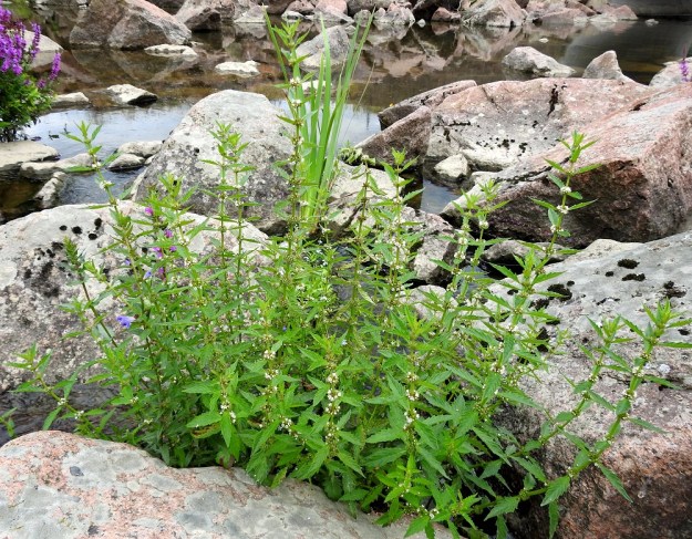 Lycopus europaeus - (luhta)rantayrtti on pysty tai tyveltä koheneva ja tavallisesti noin 20-80 cm korkea. Sen juurakko on rönsyävä ja muodostaa usein monivartisia kasvustoja. Kuvassa seuralaisina mm. (pohjan)rantakukka, Lythrum salicaria ja "eturivissä" vasemmalla luhtavuohennokka, Scutellaria galericulata. U, Pyhtää, Ahvenkoski, Ahvenkosken vähävetinen luonnonuoma Pietarintien ja padon välillä, Pyhtään ja Loviisan rajalinjalla, 6.8.2020. Copyright Hannu Kämäräinen.