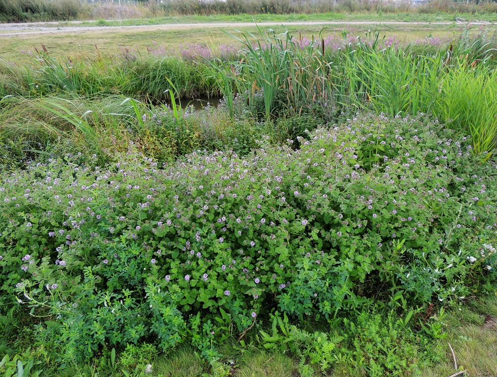 Mentha aquatica subsp. aquatica - vesiminttu subsp. purovesiminttu voi vaakatasossa suikertavan juurakkonsa ja runsaiden maarönsyjensä avulla muodostaa laajoja ja tiheitä kasvustoja vesistörannoille. U, Helsinki, Arabianranta, Toukolan rantapuisto, Vantaanjoen ranta meren läheisyydessä, 10.8.2013. Ellei toisin mainita, koko kuvasarja on samalta kasvualueelta. Copyright Hannu Kämäräinen.