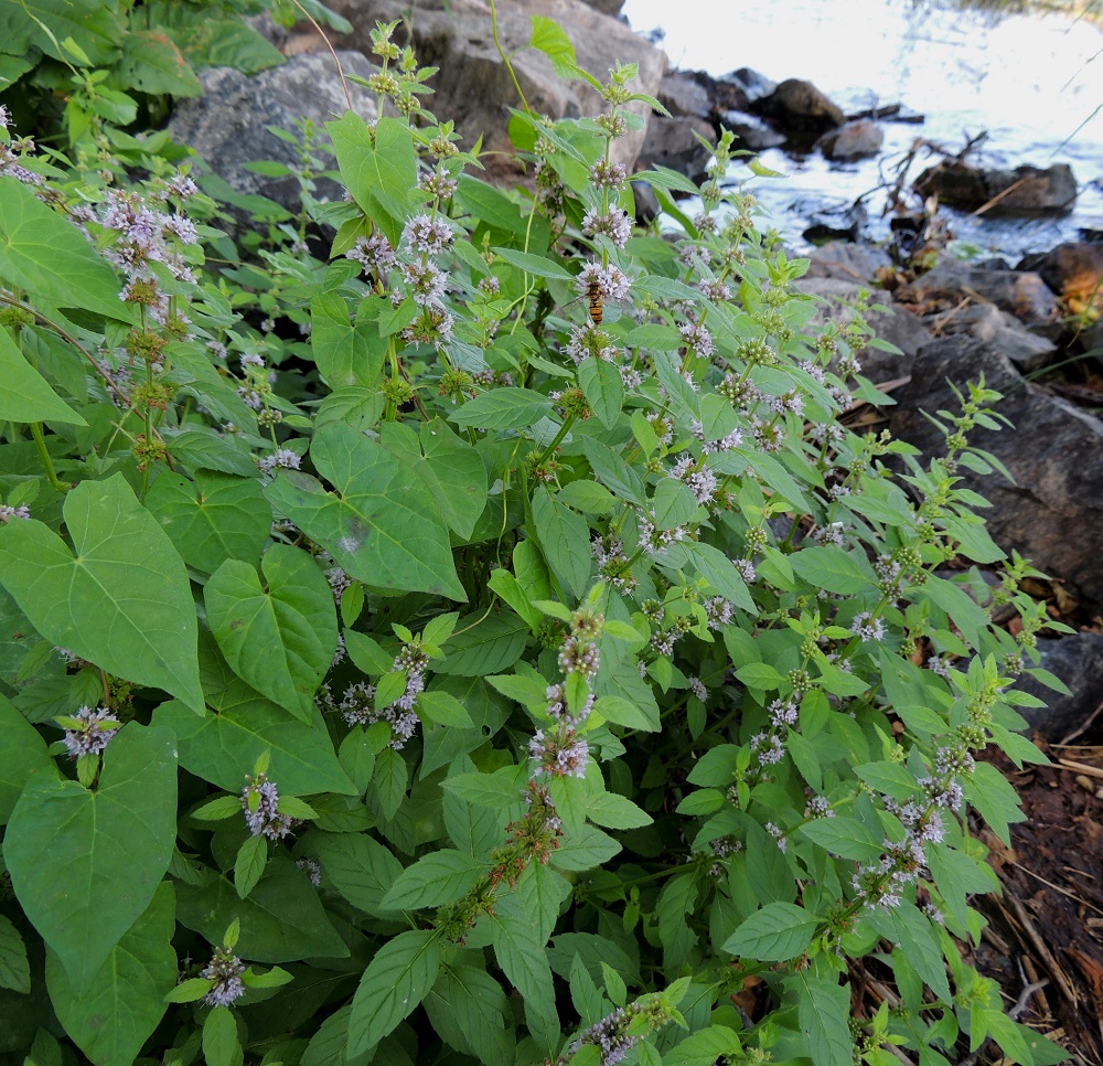 Mentha arvensis - rantaminttu on monivuotinen, pysty tai tyveltä koheneva ja tavallisesti noin 10-50 cm korkea ruoho, joka suikertavan juurakkonsa ja runsaiden maarönsyjensä avulla voi levittäytyä monivartisiksi kasvustoiksi. Suomalaisen nimensä mukaisesti se suosii usein veden läheisyyttä. Kuvassa rantamintun varsia hyödyntää kiipeilyalustana valkokarhunköynnös, Convolvulus sepium. V, Lohja, Lohjanjärven itäranta, Haikari, Haikarinniemen pää, 3.8.2013. Copyright Hannu Kämäräinen.
