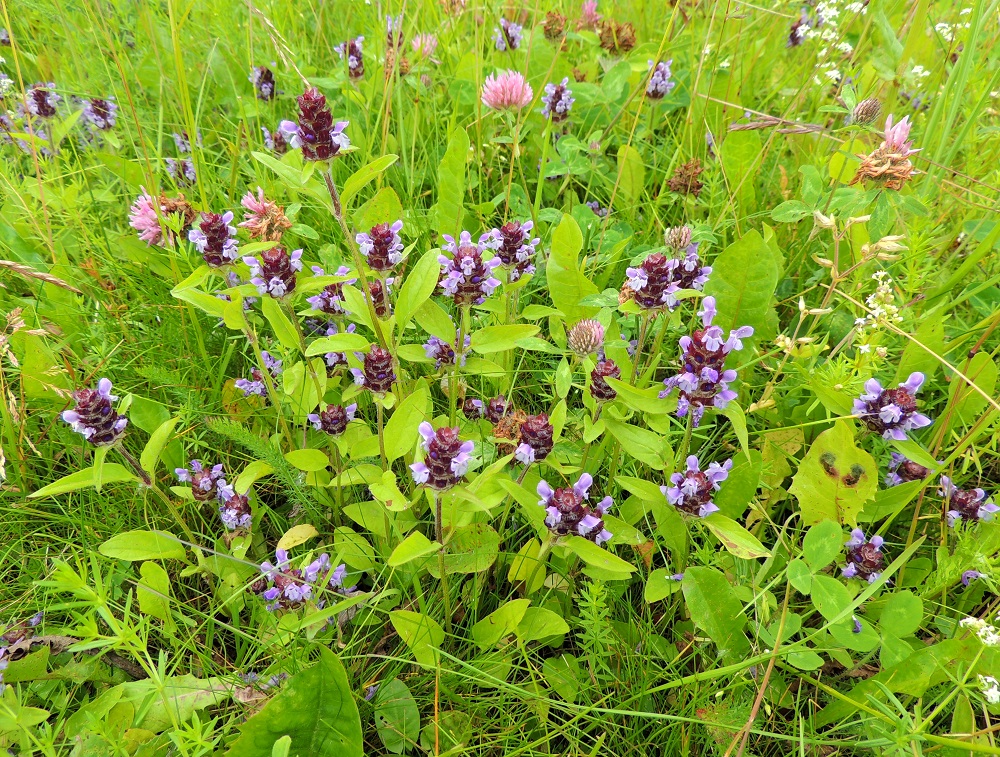 Prunella vulgaris - (aho)niittyhumala viihtyy niityillä ja nurmilla, joissa on riittävästi avoimuutta. Kookkaampien lajien sulkeutuvia kasvustoja se ei kestä. Hyvillä kasvupaikoilla se levittäytyy juuristonsa, rönsyjensä ja juurehtivien varrentyviensä avulla laajemmallekin. ES, Lappeenranta, linnoitusalue, itäpuolen jyrkkä vallirinne sataman yläpuolella, 8.7.2015. Copyright Hannu Kämäräinen.