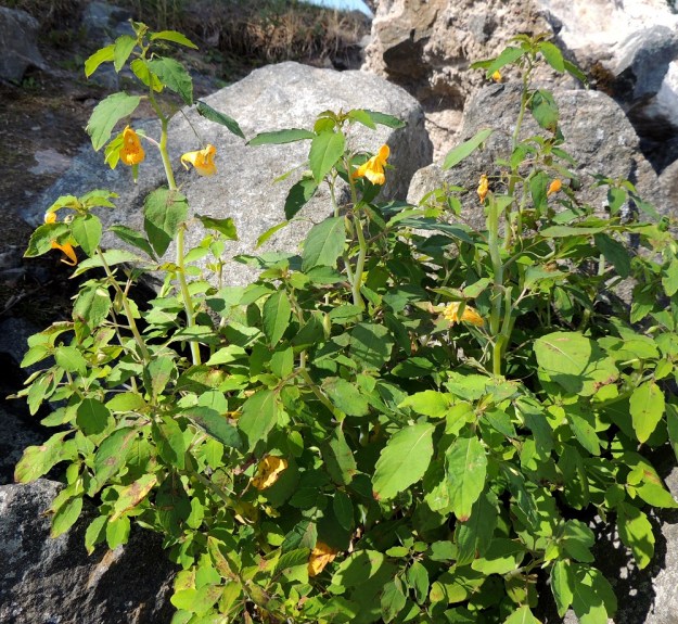 Impatiens capensis - lännenpalsami on pohjoisamerikkalainen laji, joka on tarkoituksella kylvetty jo 1949 Lohjalle puronvarteen, josta se levisi pitkin Lohjanjärven rantoja. Kuluvan vuosituhannen puolella havaintoja alkoi kertyä muualtakin, kuten Salosta, Helsingistä, Espoosta, Tampereelta, Nokialta ja Raahestakin. Leviämispotentiaalinsa vuoksi lännenpalsami on luokiteltu haitalliseksi vieraslajiksi. 3.8.2013. Copyright Hannu Kämäräinen.
