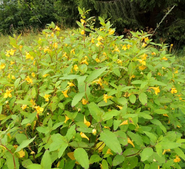 Impatiens noli-tangere - lehtopalsamin kasvupaikkoina ovat lähinnä ranta- ja puronvarsilehdot, rehevät korvet, lähteiköt ja louhikot sekä kuten kuvassa, lehtoisten metsien laiteet ja laitaniityt. 24.7.2013. Copyright Hannu Kämäräinen.