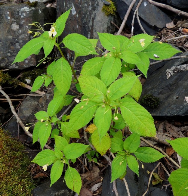 Impatiens parviflora - rikkapalsami kasvaa usein puiden ja pensaiden varjossa pihoilla, puistoissa, hautausmailla, metsänreunoissa, lehdoissa, ojanvarsilla ja kivilouhikoissa sekä joutomailla. Se on saapunut monin paikoin myös vesistöjen rannoille ja levittää siemeniään vettäkin pitkin uusille kasvupaikoille. EH, Tampere, Niemi, Näsijärven rantakivikko Lentävänniemen venerannan lounaispuolella, 9.7.2014. Copyright Hannu Kämäräinen.