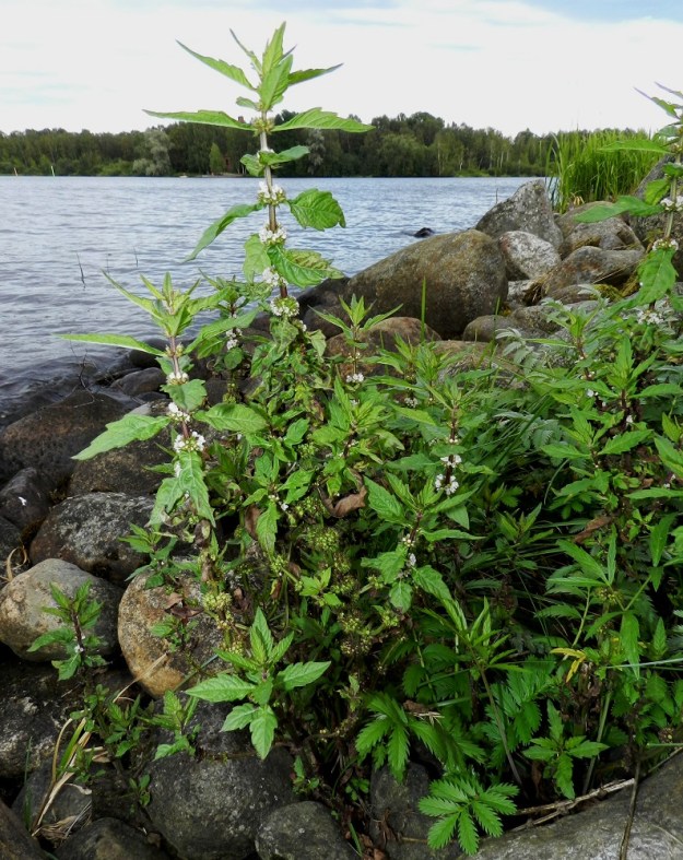 Lycopus europaeus - (luhta)rantayrtin kasvupaikkoina ovat lähinnä luhtaiset rannat, ojat, purot, rehevät korvet ja kosteikot. Kasvupaikaksi kelpaa rantakivikkokin, kunhan vain juuristo yltää vetiseen pohjaan. Toisinaan laji voi kasvaa matalassa vedessäkin. EH, Hämeenlinna, keskusta-alue, Vanajaveden ranta Hämeen linnan kohdalla, 21.8.2012. Copyright Hannu Kämäräinen.