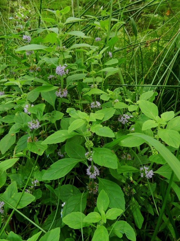 Mentha arvensis - rantaminttu ei nimestään huolimatta ole sitoutunut pelkästään avovesien äärelle. Sen voi löytää yhtälailla rehevistä korvista ja kosteikoista sekä kausikosteilta pientareilta ja ruohikoista. EH, Hämeenlinna, Majalahti, Hirsimäki, metsässä kulkevan ulkoilureitin kosteapohjainen laitaruohikko, 17.8.2012. Copyright Hannu Kämäräinen.