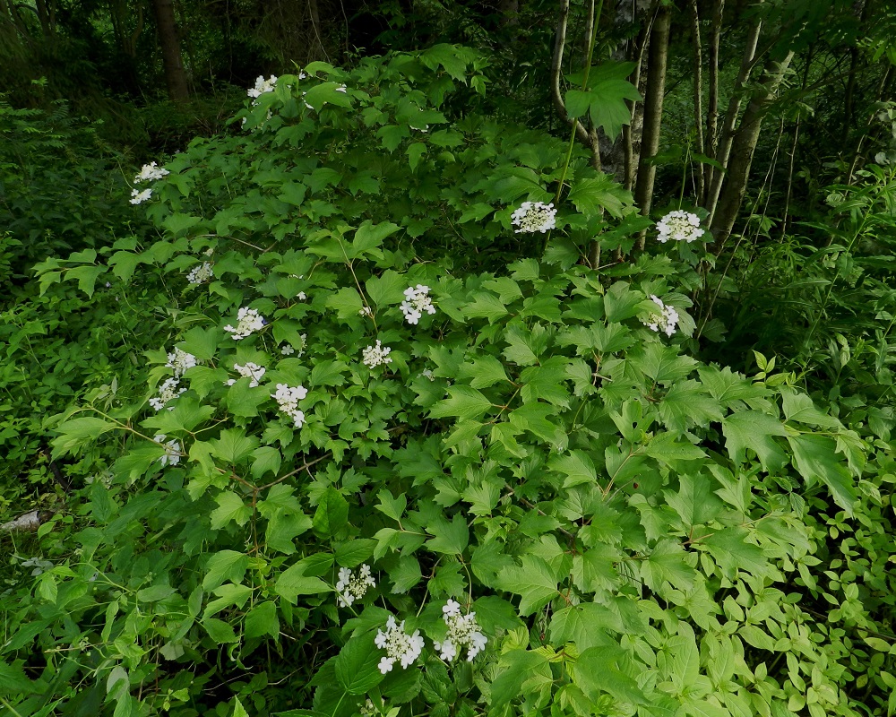 Viburnum opulus - koiranheisi on yleisimmin siirottavahaaraisena levittäytyvä pensas. Sen oksankärjet kuolevat helposti ja varrella vastakkain olevista silmuista kehittyvät sivulle siirottavat uudet vuosiversot. EH, Hämeenlinna, Loimalahti, Hirsimäki, metsänlaide Louhoksentien varressa, 28.6.2012. Copyright Hannu Kämäräinen.