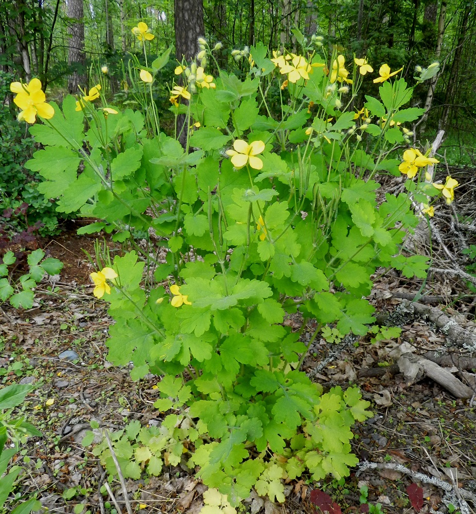 Chelidonium majus - keltamo on monivuotinen, tavallisesti noin 40-60 cm korkea ja myrkyllinen ruoho. Varsia on yksi tai useampi. Niiden tyvellä on lehtiruusuke. EH, Janakkala, Harviala, Harvialan kartanoon vievän tien laitametsikön reuna lähellä rakennuksia, 9.6.2012. Copyright Hannu Kämäräinen.