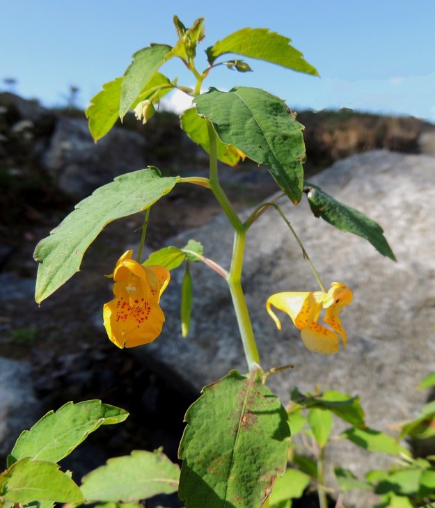 Impatiens capensis - lännenpalsamin lehdet ovat varrella kierteisesti vuoroittain. Kukinnot ovat lehtihankaiset. 3.8.2013. Copyright Hannu Kämäräinen.