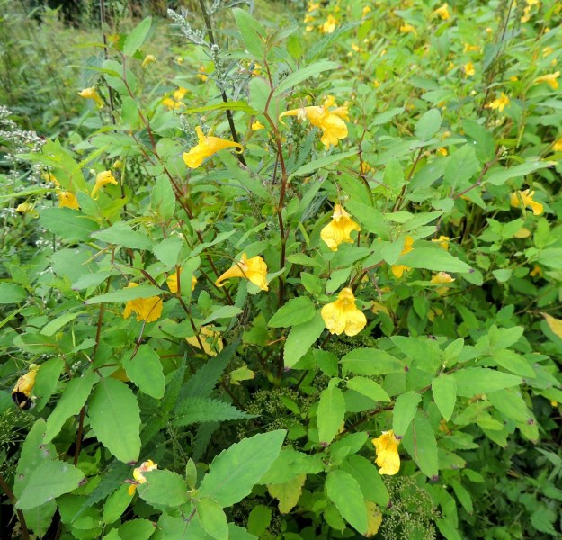 Impatiens noli-tangere - lehtopalsamin varsi on mehevä, turpeanivelinen ja hauras sekä yläosan nivelistä haarova ja mutkainen. Sen väri vaihtelee vihreästä punaruskeaan. 24.7.2013. Copyright Hannu Kämäräinen.