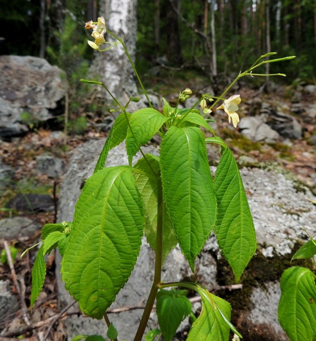 Impatiens parviflora - rikkapalsami on yleensä haaraton ja harvemmin yläosastaan niukkahaarainen. Varsi on mehevä, hauras ja vihreä tai punaruskeaan vivahtava. Se on nivelistään jossain määrin mutkainen. Karulla ja suojattomalla rantakivikolla auringonpaahde saa varjoa suosivan lajin ohuet lehdet riippumaan. EH, Tampere, Niemi, Näsijärven rantakivikko Lentävänniemen venerannan lounaispuolella, 9.7.2014. Copyright Hannu Kämäräinen.