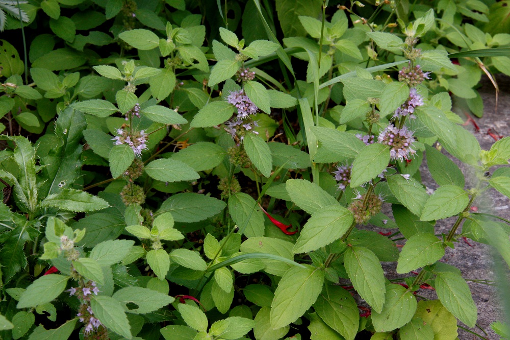Mentha arvensis - rantaminttu on monimuotoinen ja kasvupaikkavaateiltaan ainakin kaksijakoinen kasvi. Tästä kertoo jo lajin nimistökin. Suomalainen nimi suuntaa veden ääreen, mutta tieteellinen lajinimi vie peltomaille. Molemmat ovat osaltaan oikeassa, sillä rantaminttu on myös peltojen, puutarhojen ja pihojen rikkakasvi. EH, Hämeenlinna, Loimalahti, Hirsimäki, omakotialue Näsiäntien varressa, pihamaa, 1.8.2010. Copyright Hannu Kämäräinen.