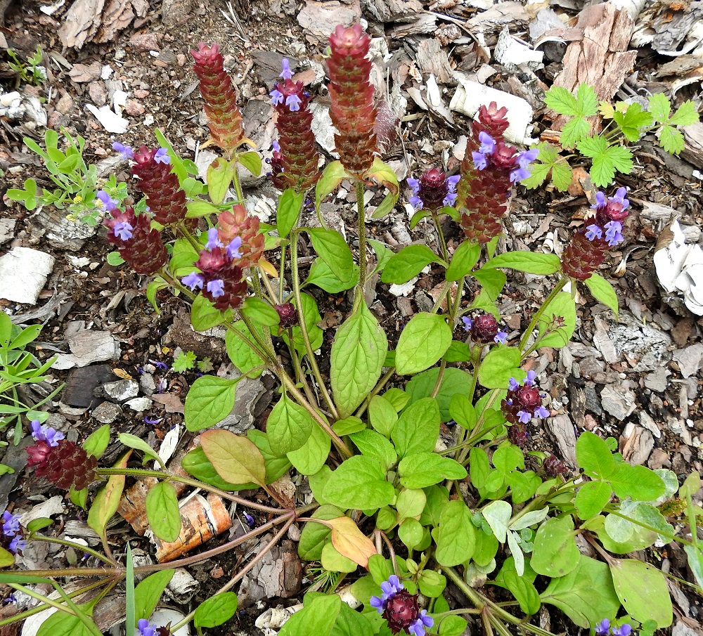 Prunella vulgaris - (aho)niittyhumala on usein tyveltä alkaen monivartinen ja monihaarainen. Kukinto on varren ja haarojen kärjessä oleva, tiiviin lieriömäinen valekiehkuratähkä. Se on kukkiessaan tavallisesti noin 1,5-2 cm leveä ja noin 1,5-4 cm pitkä. Kukkien teriö on väriltään useimmiten sinipunainen. EK, Kotka, Halla, saaren laaja puuvarastoalue, kuorikepohjainen kaista, 6.8.2020. Copyright Hannu Kämäräinen.