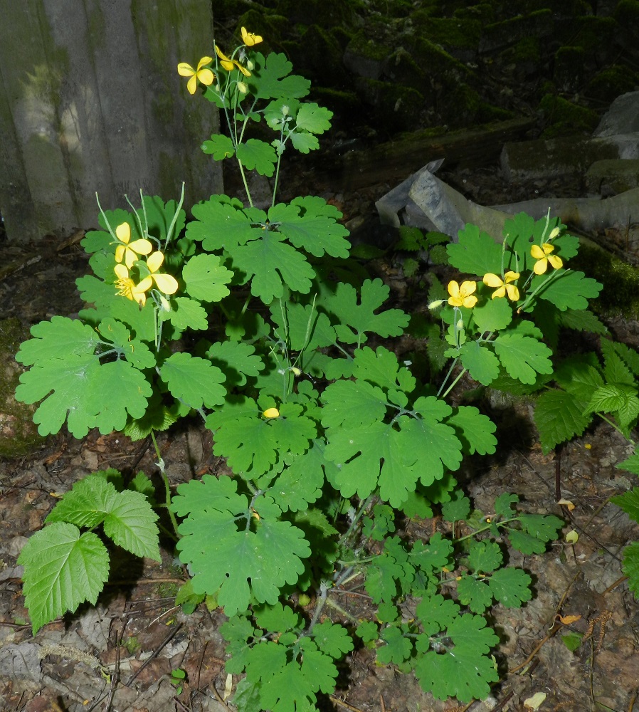 Chelidonium majus - keltamon ruusukelehdet ovat ruodilliset ja alemmat varsilehdet lyhytruotiset sekä ylempänä lähes tai aivan ruodittomat. Varsilehtien lapa on suhteessa pituuteen usein leveämpi kuin ruusukelehdillä. EH, Hämeenlinna, Keinusaari, Varikonniemi, metsittynyt, vanha saha- ja varikkoalue, niemen tyvi radan varressa, 13.6.2012. Copyright Hannu Kämäräinen.