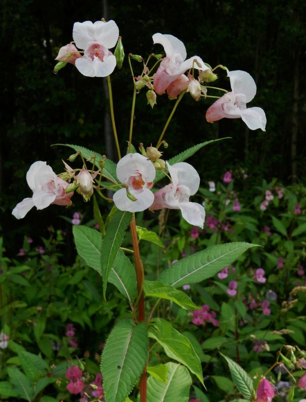 Impatiens glandulifera - jättipalsamin kukinto on lehtihankainen, pysty tai siirottava ja yleensä 5-12-kukkainen terttu, joka kukintoperineen on useimmiten noin 10-20 cm pitkä. Kukat ovat yleisväriltään punaiset tai vaaleanpunaiset ja harvemmin valkoiset. EH, Hämeenlinna, Majalahti, Louhoksentien varren maanläjitysalue, 9.8.2011. Copyright Hannu Kämäräinen.