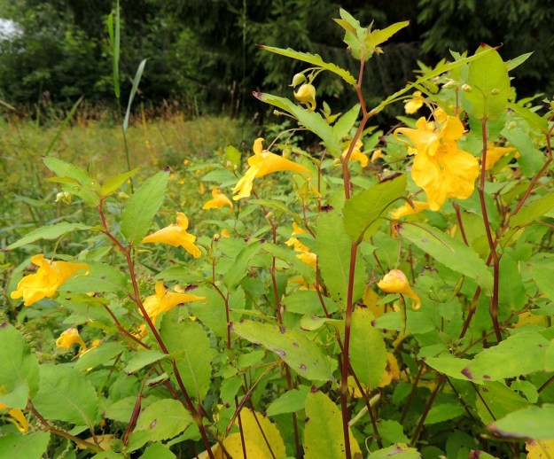Impatiens noli-tangere - lehtopalsamin kukinto on lehtihankainen ja yleensä 2-5-kukkainen terttu, joka on taipunut lehtensä alle. Tertussa on kerrallaan vain yksi kukka avoimena. Näin kukinta-aika pitenee huomattavasti. 24.7.2013. Copyright Hannu Kämäräinen.