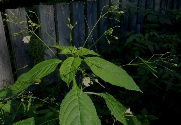 Impatiens parviflora - rikkapalsamin kukinto on lehtihankainen, pysty tai siirottava ja yleensä 5-12-kukkainen terttu, joka kukintoperineen on useimmiten noin 5-15 cm pitkä. EH, Hämeenlinna, Vanaja, Vanajan hautausmaa, huoltoalueen multakasa, 1.8.2012. Copyright Hannu Kämäräinen.