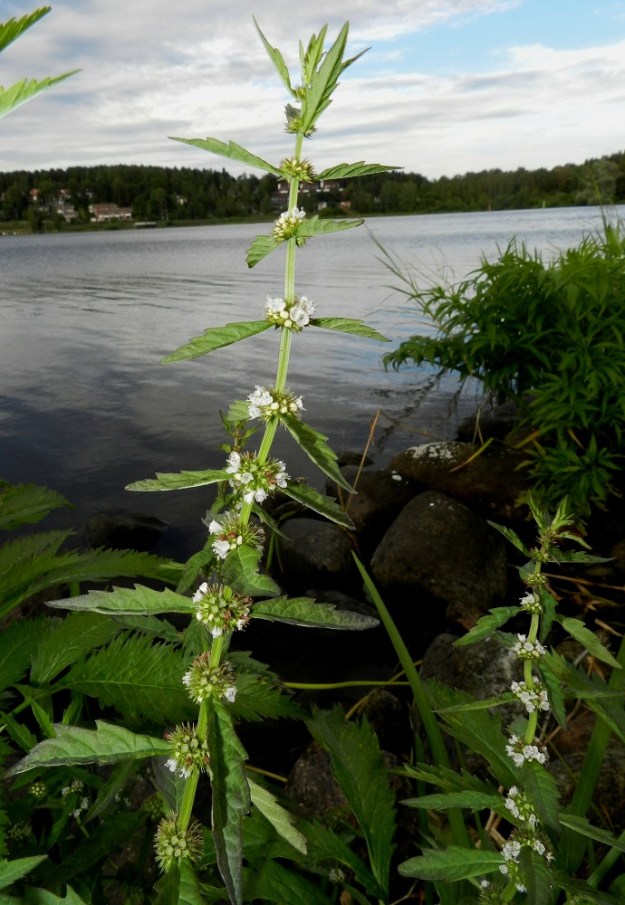 Lycopus europaeus - (luhta)rantayrtin kukinto muodostuu allekkaisista, lehtihangoissa olevista ja monikukkaisista valekiehkuroista. Alimmat niistä ovat noin varren puolivälissä tai jonkin verran ylempänä. Kuvassa seuralaisena myrkkykeison, Cicuta virosa, lehtiä. EH, Hämeenlinna, keskusta-alue, Vanajaveden ranta Hämeen linnan kohdalla, 21.8.2012. Copyright Hannu Kämäräinen.