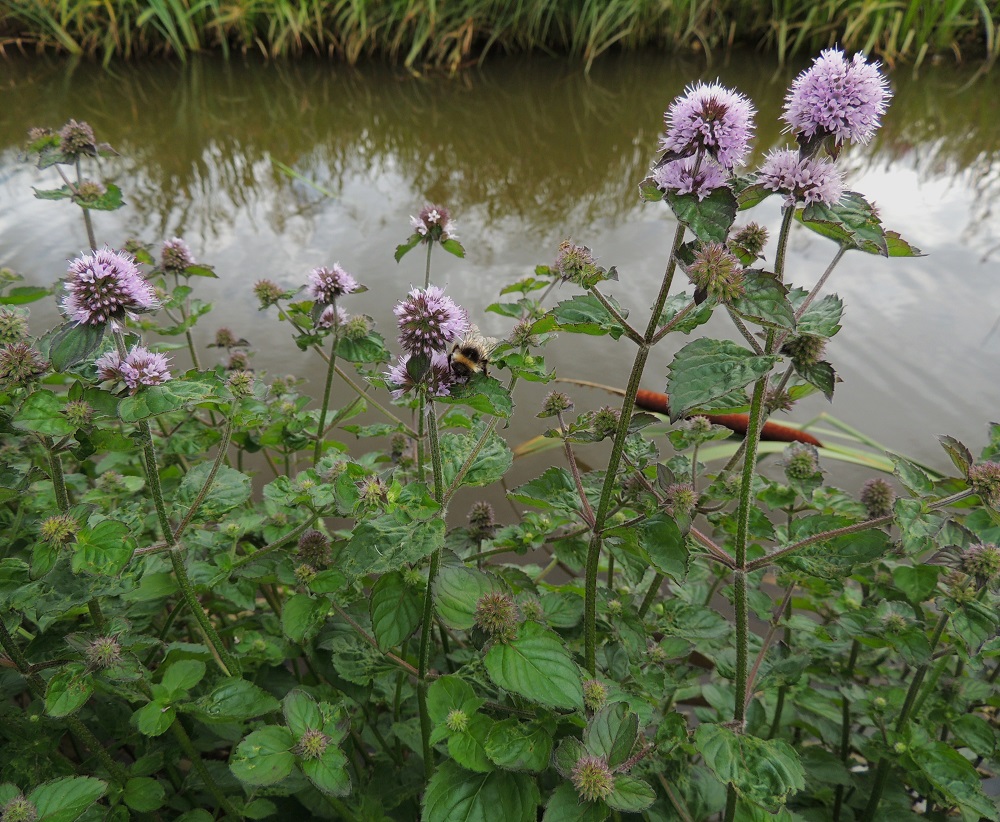Mentha aquatica subsp. aquatica - vesimintun subsp. purovesimintun varret ovat yläosastaan usein runsaastikin haarovia. 10.8.2013. Copyright Hannu Kämäräinen.
