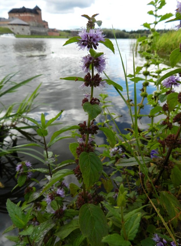 Mentha arvensis - rantaminttu voi kasvaa matalassa rantavedessäkin. Sen lehdet ovat varrella vastakkain ja yleensä ristikkäisesti allekkain. EH, Hämeenlinna, Keinusaari, Varikonniemi, Vanajaveden rannan pitkospuupolun varsi, 14.8.2011. Copyright Hannu Kämäräinen.