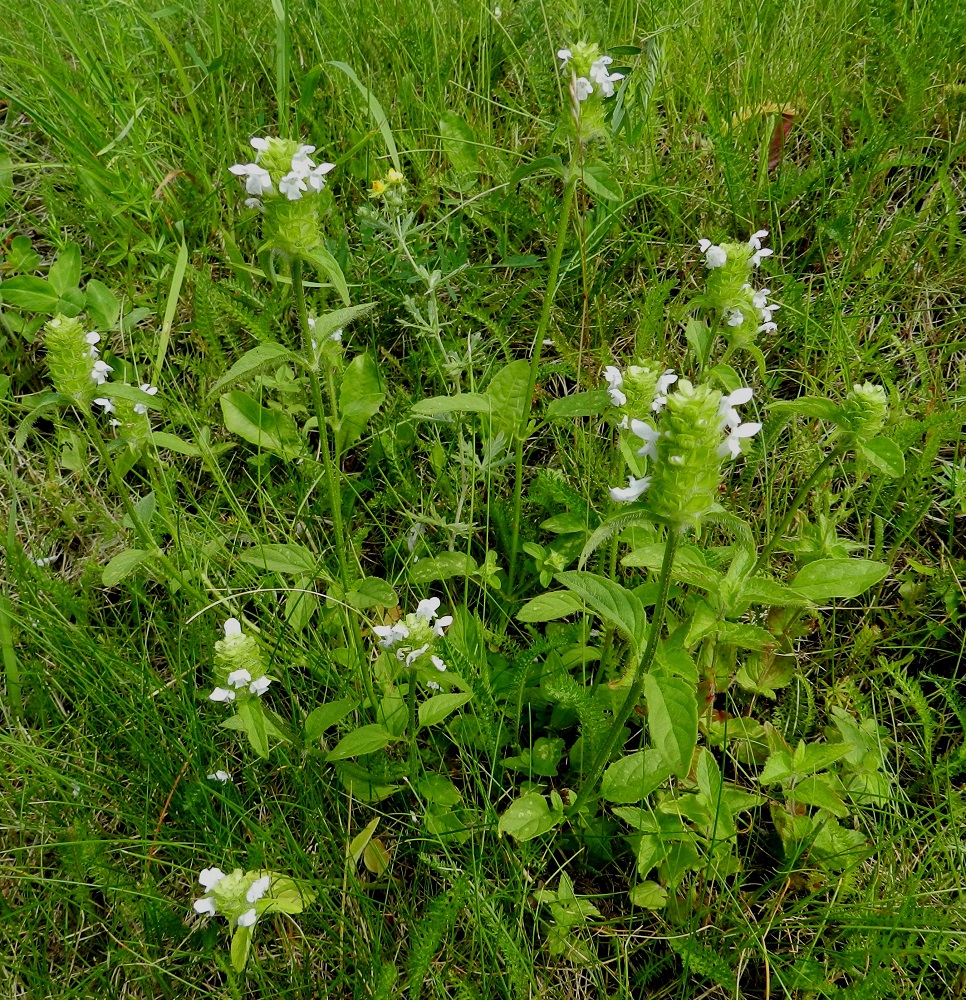 Prunella vulgaris - (aho)niittyhumalan kukkien teriö voi harvoin olla myös valkoinen. Värimuodolle on annettu oma nimikin f. leucantha. ES, Lappeenranta, linnoitusalue, itäpuolen alarinne sataman kohdalla, 11.7.2012. Copyright Hannu Kämäräinen.