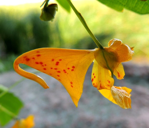 Impatiens capensis - lännenpalsamin kukka on punertavankeltainen, punapilkkuinen ja kokonaisuudessaan tavallisesti noin 20-30 mm pitkä ja noin 12-15 mm korkea. Suomessa luontaisella lähilajilla, lehtopalsamilla, I. noli-tangere, kukka on isompi, noin 30-40 mm pitkä ja "tavallisen" keltainen. Palsameilla verholehtiä on kolme. Lännenpalsamilla alin niistä on suppilomaisen pussimainen ja kapenee vähitellen koukkumaiseksi mesikannukseksi. Sillä on pituutta kannus suorana tavallisesti noin 15-25 mm. Kannus on kaareutunut alaspäin jyrkästi, yleensä 180 astetta. Kaksi muuta verholehteä ovat huomattavasti pienemmät, yleensä noin 4-5 mm pitkät. Ne ovat leveänpuikeat ja päättyvät nipukkamaiseen kärkeen. 3.8.2013. Copyright Hannu Kämäräinen.