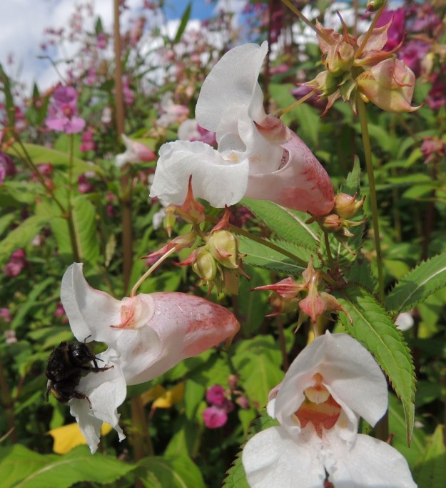 Impatiens glandulifera - jättipalsamin kukat ovat siirottavat. Kukkaperä on useimmiten noin 15-25 mm pitkä. Sen tyvellä on yksi puikea ja pitkäsuippuisen teräväkärkinen tukilehti, joka on noin 5-10 mm pitkä ja leveimmältä kohtaa noin 3-4 mm leveä. Kukkien pölyttäjinä toimivat valtaosin kimalaiset. EH, Hämeenlinna, Loimalahti, Kuokkamaa, entisen Sammon kaatopaikan täyttökummun lakialue, 6.8.2016. Copyright Hannu Kämäräinen.