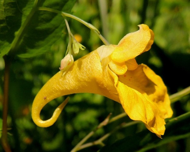 Impatiens noli-tangere - lehtopalsamin kukka on keltainen ja riippuva. Se on tavallisesti noin 30-40 mm pitkä ja noin 20-30 mm korkea. Kukkaperä on useimmiten noin 10-20 mm pitkä. Siinä on puolivälin tuntumassa yksi kapea, pieni esilehti. Verholehtiä on kolme. Alin niistä on suppilomaisen pussimainen ja kapenee vähitellen koukkumaiseksi mesikannukseksi. Kannus on yleensä kaareutunut niin, että sen kärki osoittaa eteenpäin kohti terälehtiä. Kaksi muuta verholehteä ovat huomattavasti pienemmät, vain noin 4-6 mm pitkät. Ne ovat leveänpuikeat ja päättyvät nipukkamaiseen kärkeen. Niiden väri vaihtelee vihreästä keltaiseen ja lähes valkoiseen. V, Raasepori, Pohja, Fiskars, kyläalue, Fiskarinjoen (Fiskars å) rantametsikkö ruukkirakennusten lounaispuolella, 25.7.2014. Copyright Hannu Kämäräinen.