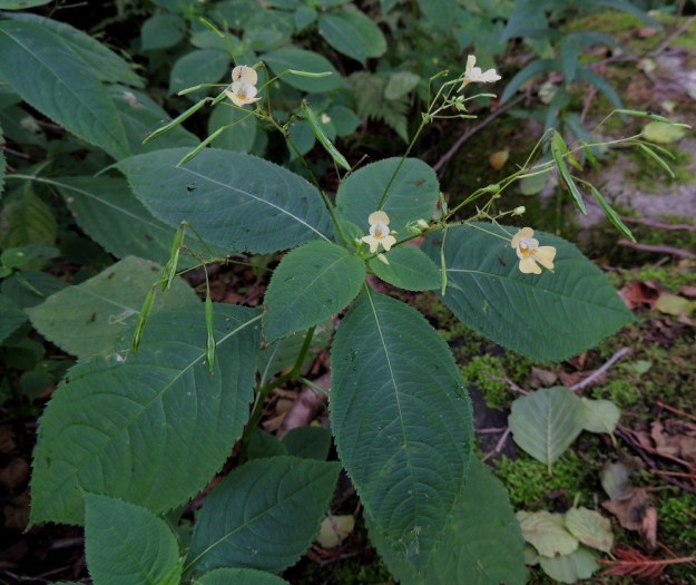 Impatiens parviflora - rikkapalsamin kukinta-aika on pitkä. Samassa tertussa on niin nuppuja, kukkivia kukkia kuin kotahedelmiäkin. U, Helsinki, Lauttasaari, Takaniemenlahden kausikostea perukka Kyyluodontien varressa, 10.8.2013. Copyright Hannu Kämäräinen.