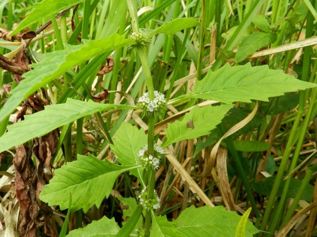 Lycopus europaeus - (luhta)rantayrtin lehtiruoti on yleensä enintään noin 10 mm pitkä. Lapa on suikea, kapeanpuikea tai soikeahko. Varren keski- ja yläosan lehdet ovat tavallisesti laidoiltaan isohampaiset. Kukinnon valekiehkurat ovat tiiviitä, pallomaisia ja läpimitaltaan noin 10-15 mm. EH, Hämeenlinna, Keinusaari, Varikonniemi, Vanajaveden rannan pitkospuupolun varsi, 14.8.2011. Copyright Hannu Kämäräinen.