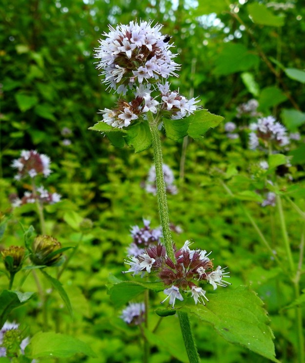 Mentha aquatica subsp. aquatica - vesimintun subsp. purovesimintun kukinto muodostuu varren ja haarojen latvassa sekä usein myös joissakin sen alapuolisissa lehtihankapareissa olevista monikukkaisista valekiehkuroista. Alemmissa valekiehkuroissa on yleensä noin 2-10 mm pitkä kukintoperä. Valekiehkuran yksittäisten kukkien perä on noin 2-3 mm pitkä. Varsi on tyviosaa lukuun ottamatta tiheäkarvainen. V, Raisio, Hauninen, Haunisten allas (tekojärvi), eteläpää, 27.7.2018. Copyright Hannu Kämäräinen.