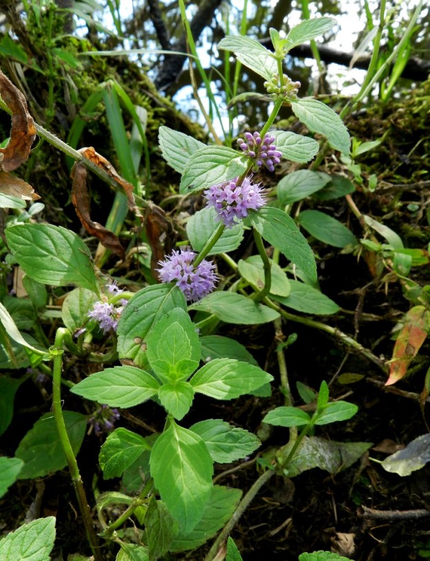 Mentha arvensis - rantaminttu on yleensä pysty- tai kohenevavartinen. Haastavat kasvuolosuhteet voivat joskus saada varren moninkertaisesti kiemurtelemaankin. Varren tyvinivelistä versovat uudet, haarautuvat varret. EH, Hämeenlinna, Keinusaari, Varikonniemi, Vanajaveden rannan pitkospuupolun varsi, 14.8.2011. Copyright Hannu Kämäräinen.