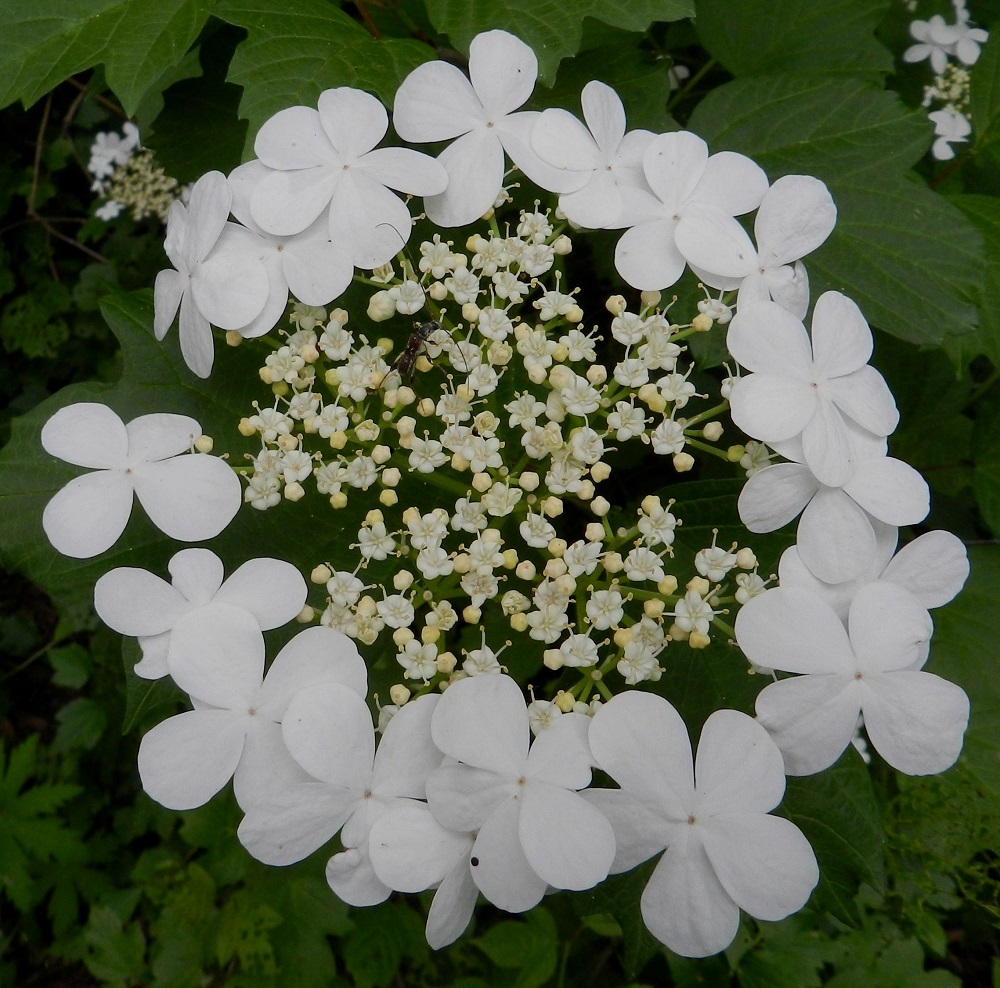 Viburnum opulus - koiranheiden kukinto on yleensä pyöreä ja läpimitaltaan tavallisesti noin 6-10 cm. Steriilien laitakukkien teriö on valkoinen ja säteittäinen tai toisinaan vastakohtainen. Se on yhdislehtinen ja useimmiten viisiliuskainen. Toisinaan liuskoja on vain neljä, kuten osalla kuvan kukista. Teriö on läpimitaltaan yleensä noin 10-25 mm. Teriönliuskat ovat pyöreäpäisen vastapuikeat ja tavallisesti noin 4 -12 mm pitkät. EH, Hämeenlinna, Ruununmylly, Aulangonjärven kaakkoispään pohjoiskulman lehtoinen rantametsä, 23.6.2012. Copyright Hannu Kämäräinen.