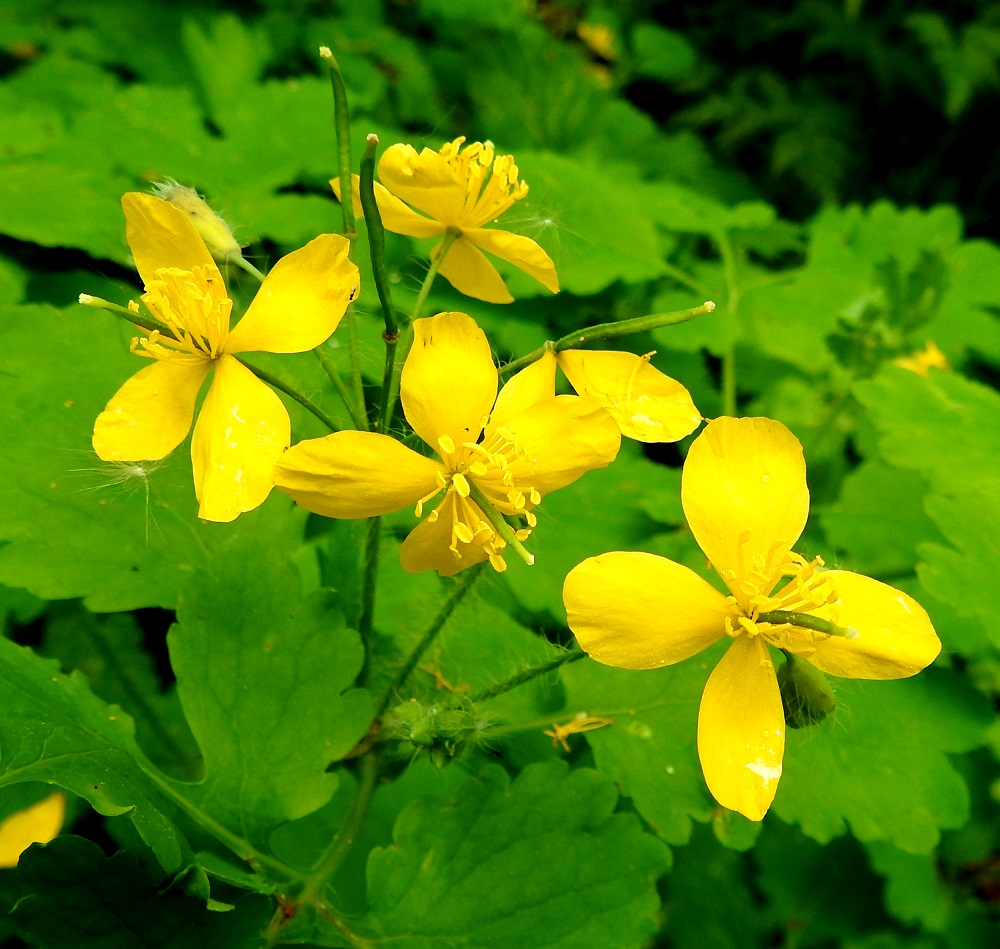 Chelidonium majus - keltamon kukinto on varren ja haarojen kärjessä. Se on lehtihankainen ja yleensä kolmesta kymmeneen kukkainen, hajanainen sarja. Teriö on keltainen ja säteittäisesti lähes aina nelilehtinen sekä tavallisesti noin 20-30 mm leveä. EH, Kouvola, Kuusankoski, Ahlmanintien varrella olevan Savonsuon peitetyn teollisuuskaatopaikan metsittynyt laitaosa, noin 50 m x 50 m:n tiheä kasvustoalue, 11.6.2017. Copyright Hannu Kämäräinen.